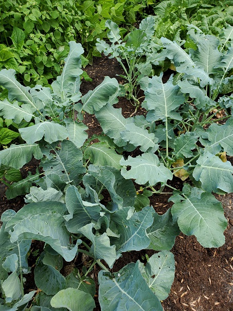 Cauliflower & Broccoli - July 15